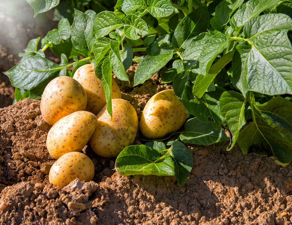 Dobriva Dlya Kartopli