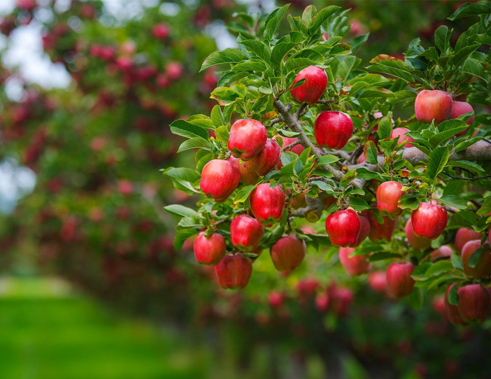 Dobriva Dlya Plodovo Yagidn