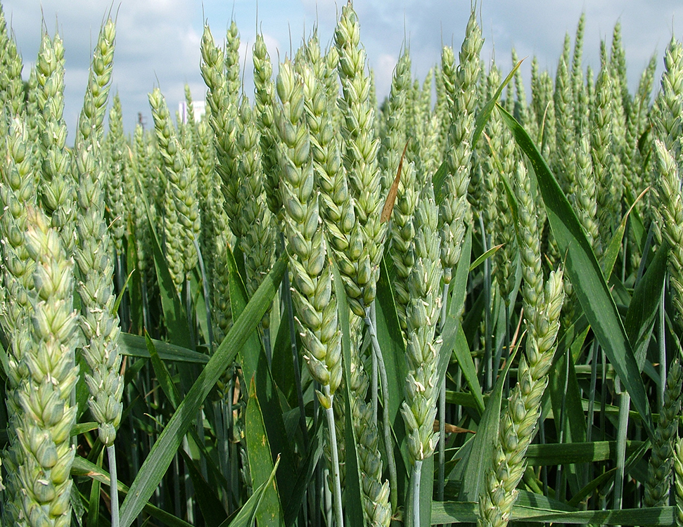 Dobriva Dlya Pshenici