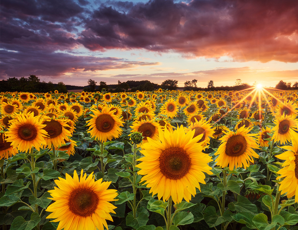 Dobriva Dlya Sonyashnika