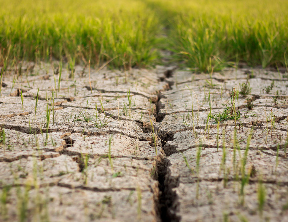 Sposobi Pokrashhiti Gruntu