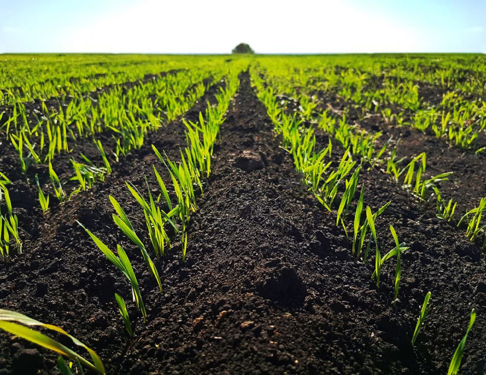 Yak Granulovaniy Vapnyak Vplivaie