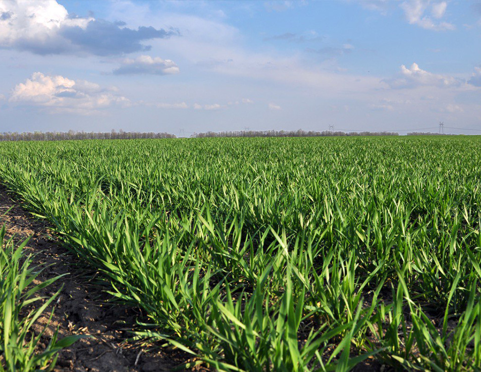 Vapnyak Ce Fundament Vrozhayu